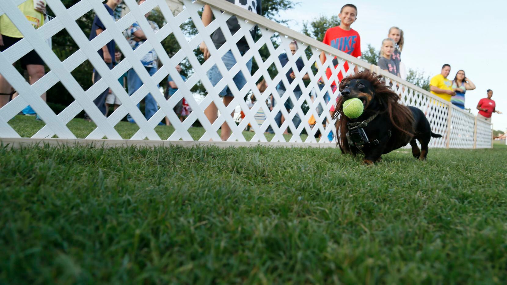 A Dachshund dashes with a tennis ball while he practices with his owner Rusty Raubs before...