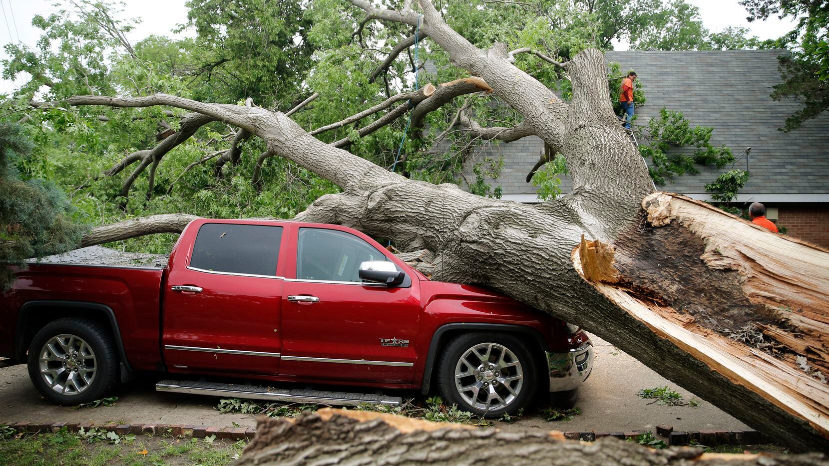 A red oak tree that was planted in 1963 sits atop a truck and a house after a tornado passed...