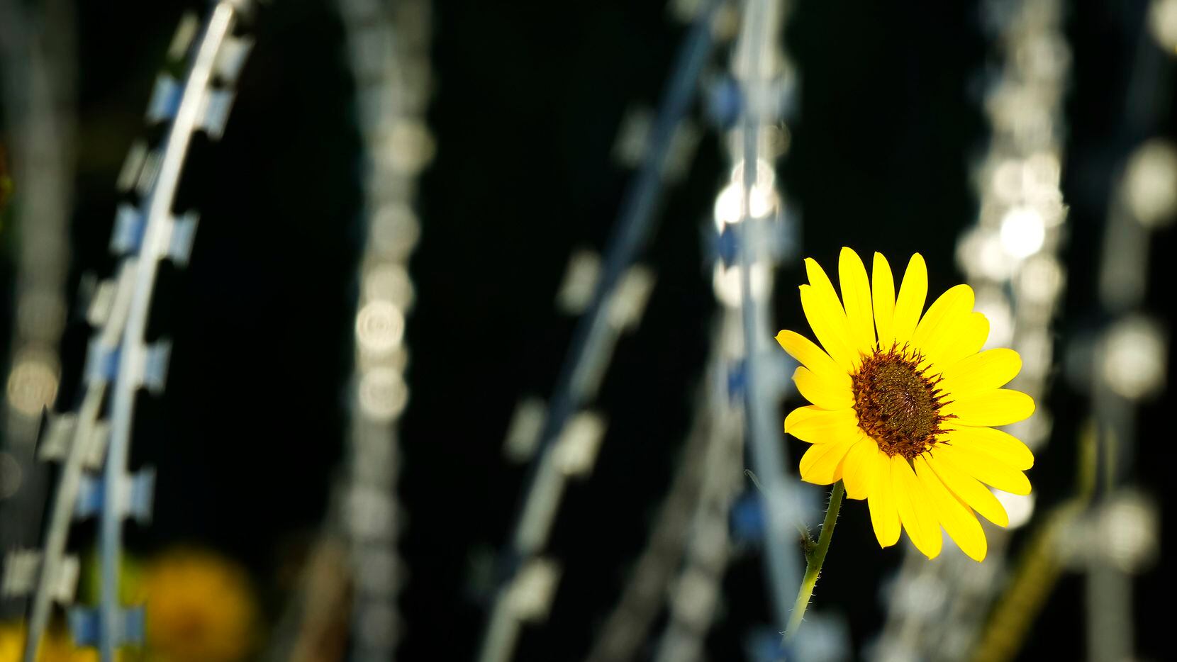 A flower grows between stands of concertina wire fencing installed as part of Operation Lone...