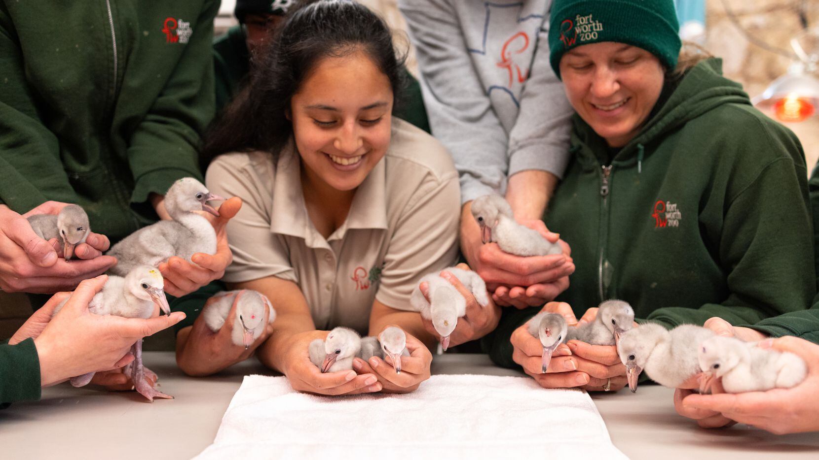 Fort Worth Zoo staff hold the new lesser flamingo chicks. The zoo is celebrating the...