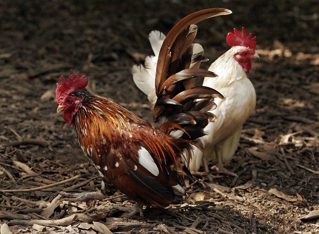 ORG XMIT: TXRFH104 Bantam roosters Mister, front, and Buttercup at Michael Parkey's home  in...