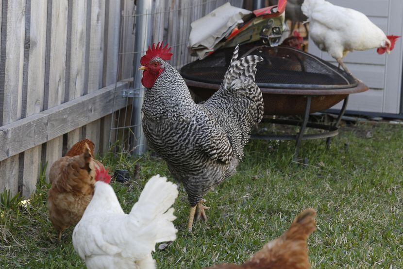Farmers Branch regulará la cantidad de gallinas que se puede tener en un hogar. El año...