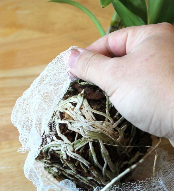 To create a shower garden, wrap the base of an orchid's roots with plastic loofah netting.

