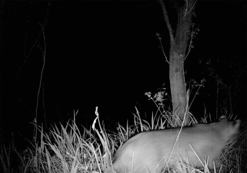 A 2015 photo from a game camera required an on-site visit from urban wildlife expert Chris Jackson to conclude whether it shows a mountain lion or a bobcat. 