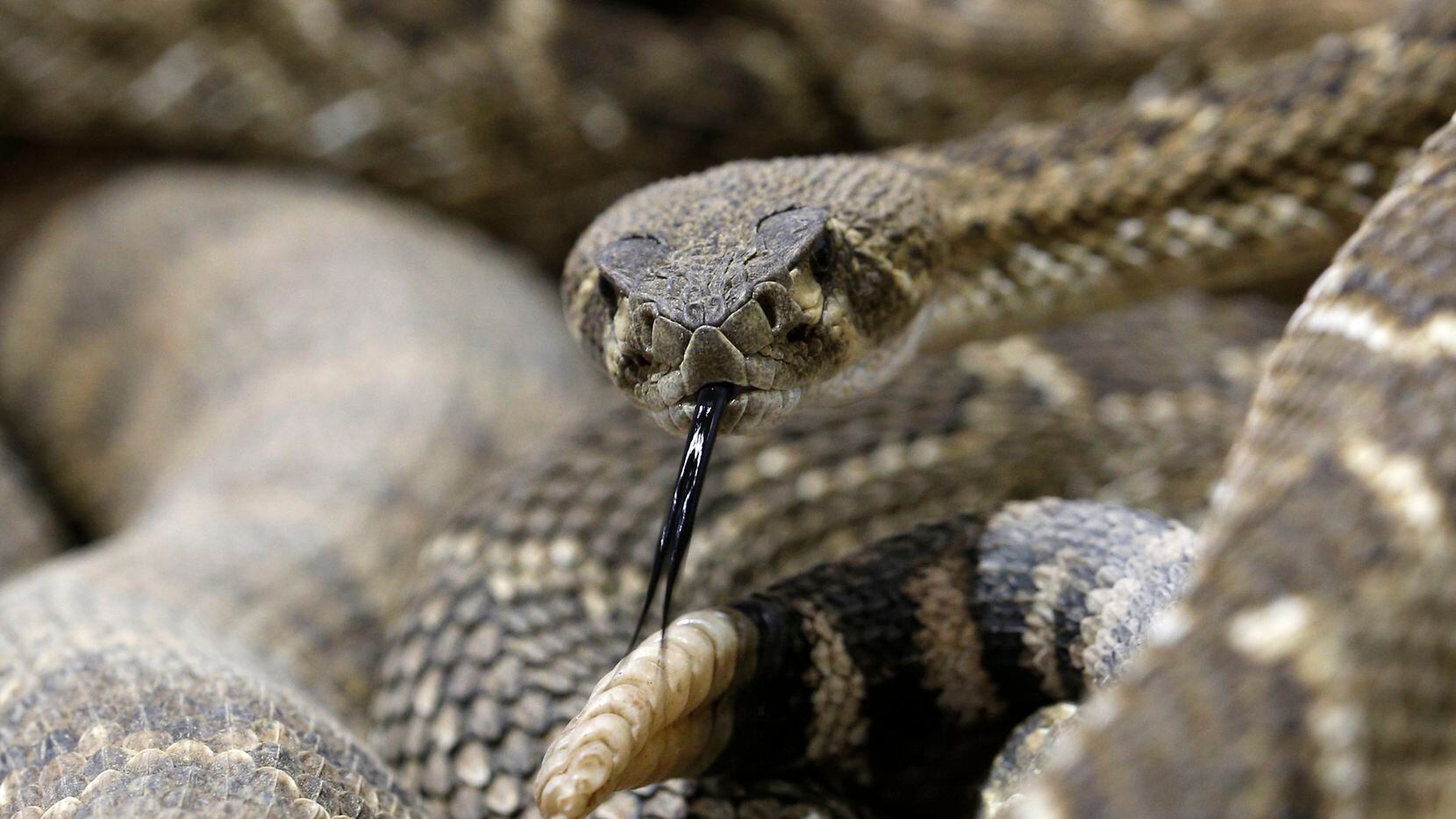 Rattlesnakes in the collection pit at Nolan County Coliseum during the Sweetwater...