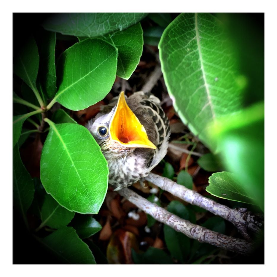 A baby mockingbird opens wide in a bush in Fair Park in May 2016, apparently hoping the camera is its mother back with food.