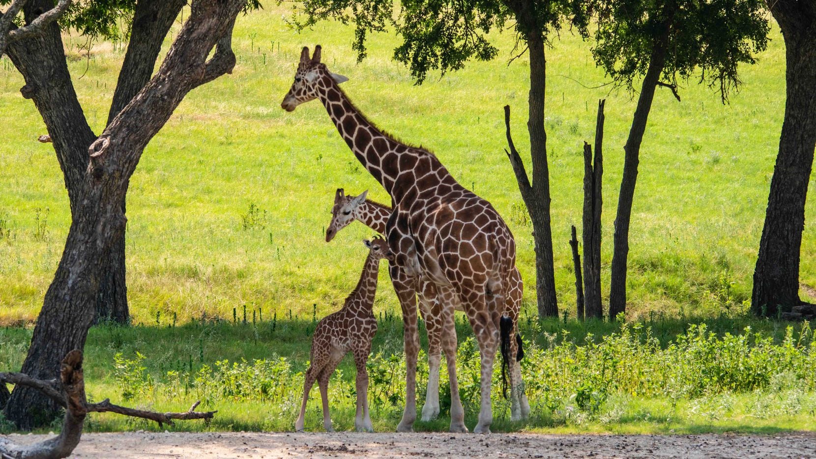 Just Try Not To Smile See The Cute Newborn Giraffe At Fossil Rim