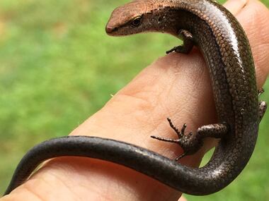 Kevin admires the beauty of a Copper Tailed Skink as it rests on his fingers.