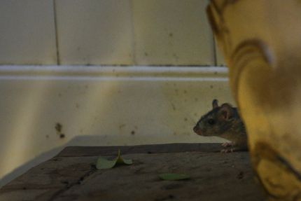 Las ratas se han mudado a zonas residenciales debido al cierre de restaurantes. Buscan...