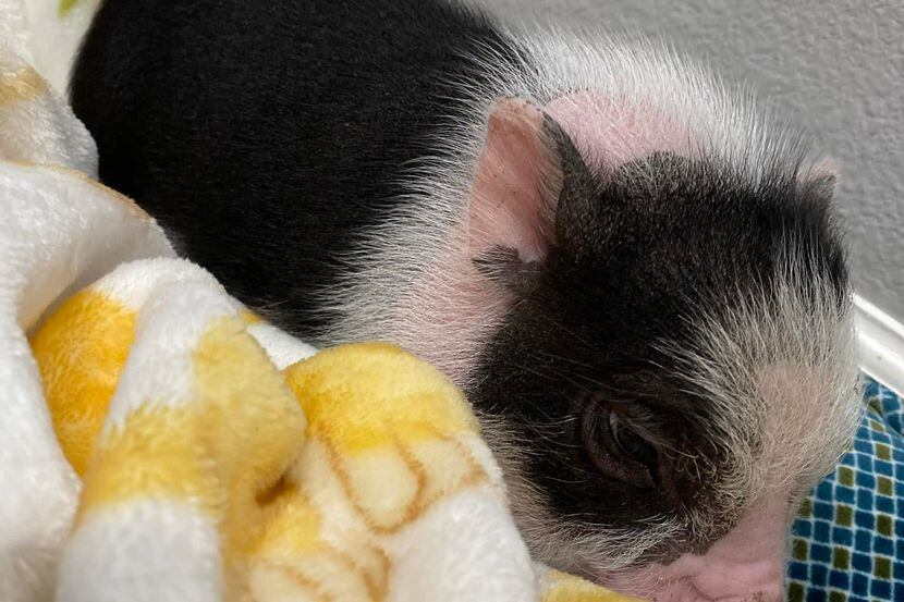 Chopper, a miniature pig, went missing in Grand Prairie. The family is offering a reward of...