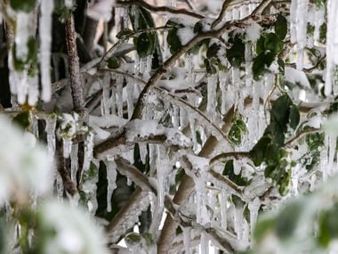 Shrubs around the city cause frostbite in their leaves as a winter storm brings snow and freezing temperatures to northern Texas on Monday, February 15, 202 in Dallas. (Lola Gomez / The Dallas Morning News)