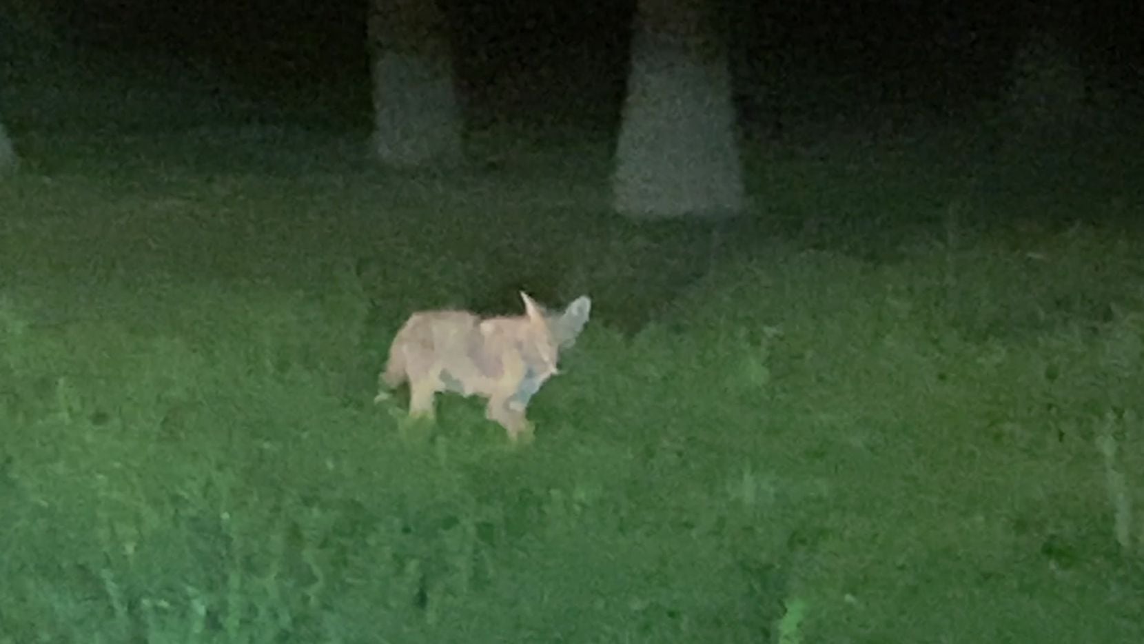 coyote shot dead after kid attacked in Dallas, officials say