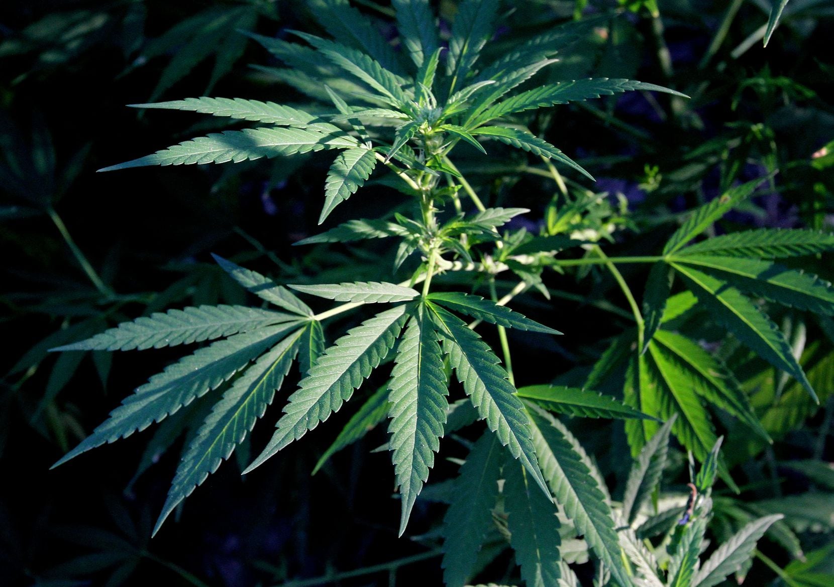 Some Texas lawmakers want to expand permissible medical marijuana laws to include use by...
