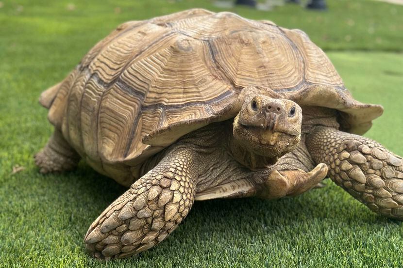 Lost Dallas tortoise, who once lived at Tiger King's zoo, reunited