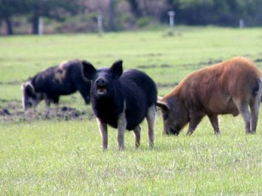 A feral hog lifts his head to look toward the camera. The saying goes that when a feral hog...