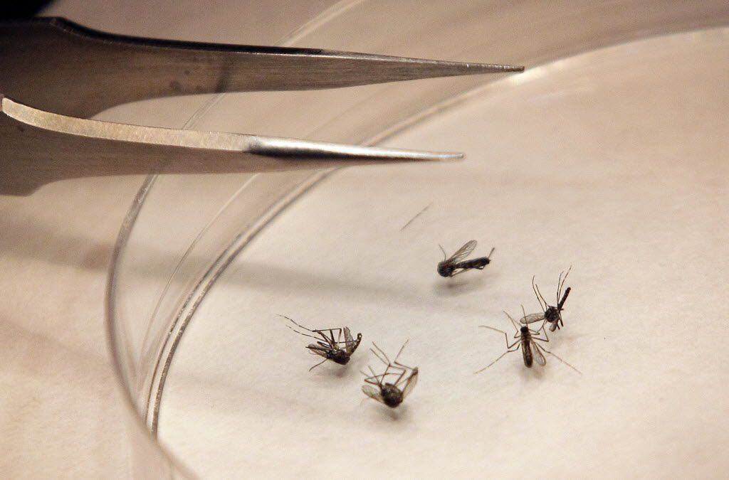 Mosquitoes are sorted at the Dallas County mosquito lab in Dallas.