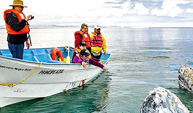 Inicia el año teniendo un gran encuentro. El avistamiento de ballena gris en Baja California...
