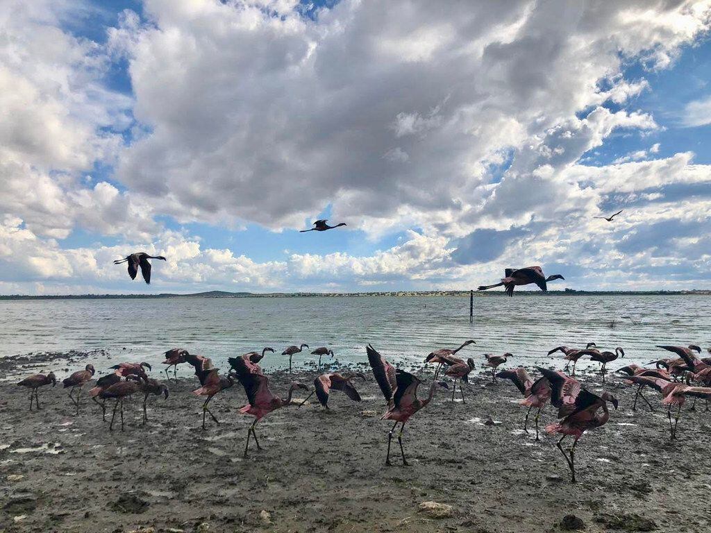 Lesser flamingo chicks flying off to the wild in South Africa for the first time since they...