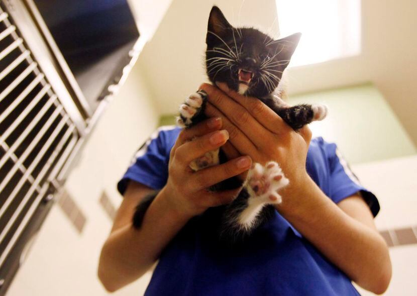 Volunteers build feral cat houses for homeless felines in the county