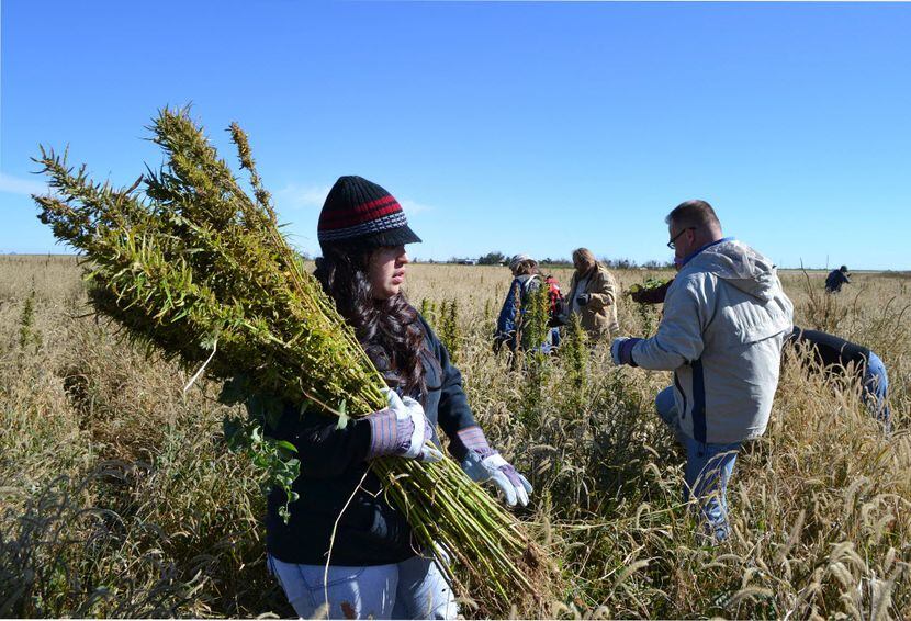 Texas allows farmers to grow hemp as an industrial crop, but marijuana remains illegal in...