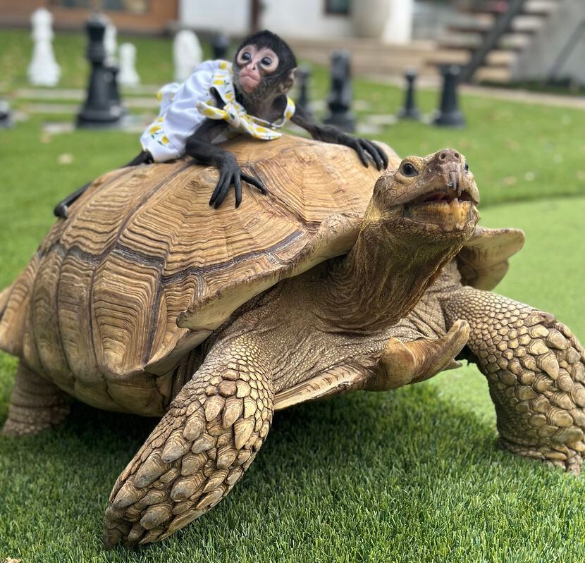 Lorenzo, the 180-pound tortoise, pictured with Mowgli, a spider monkey, both owned by...