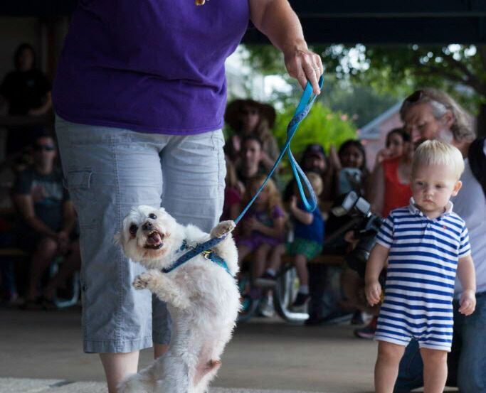 A dancing dog contest is part of the Dog Days of Denton festival. 