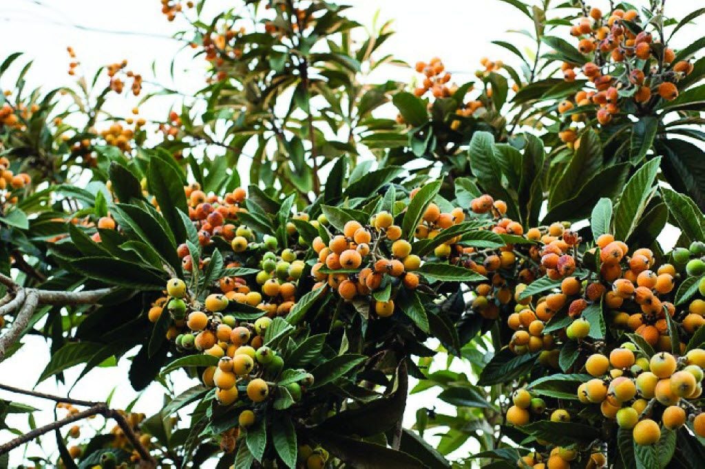 The loquat is an exotic fruit tree that's well adapted to North Texas. 