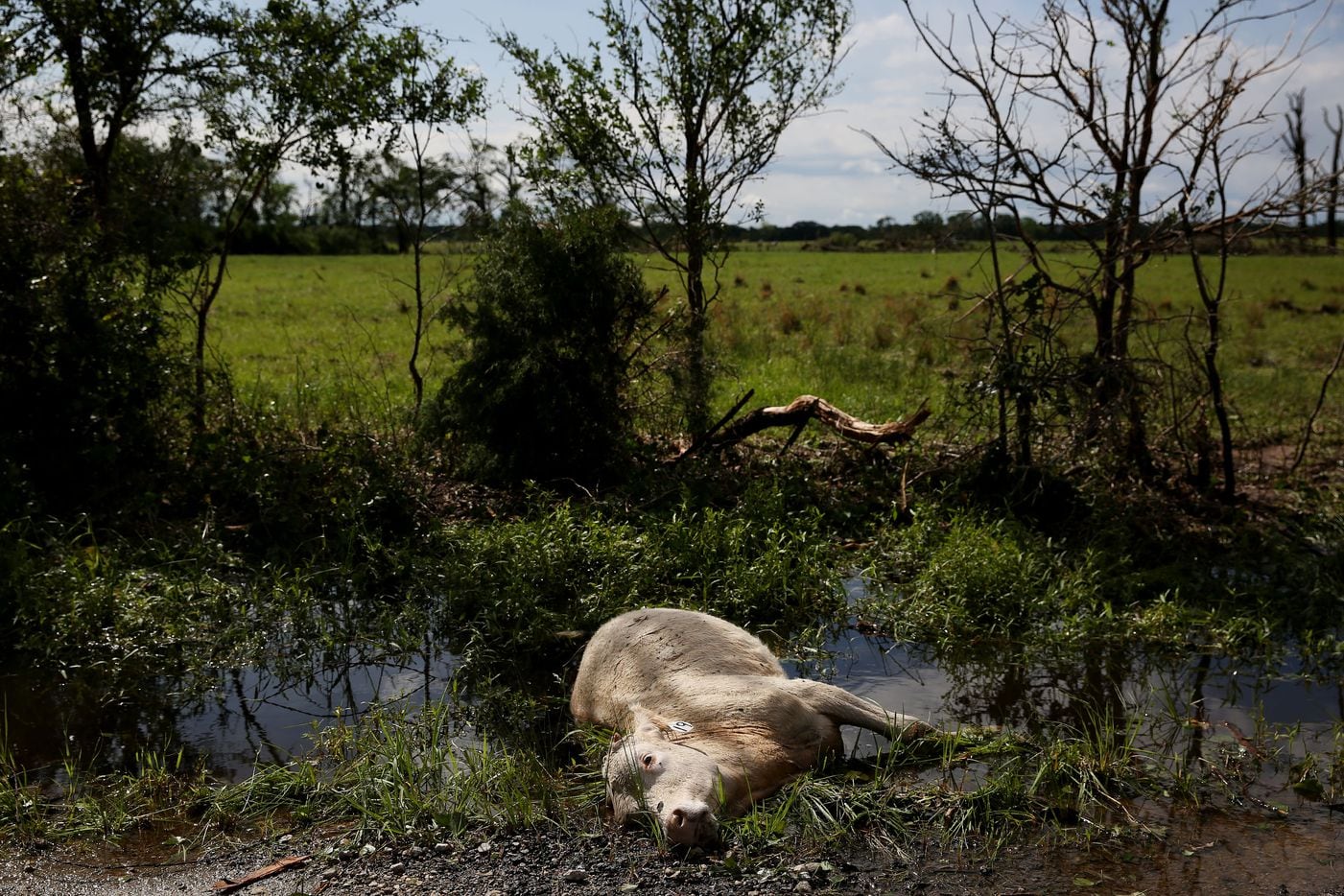 Dead livestock along County Road 1133 after a tornado impacted Fruitvale, Texas on Sunday...