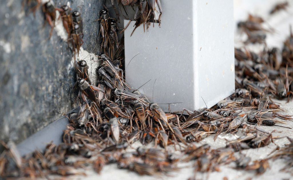 Fun And Fascinating Facts About The Texas Cricket