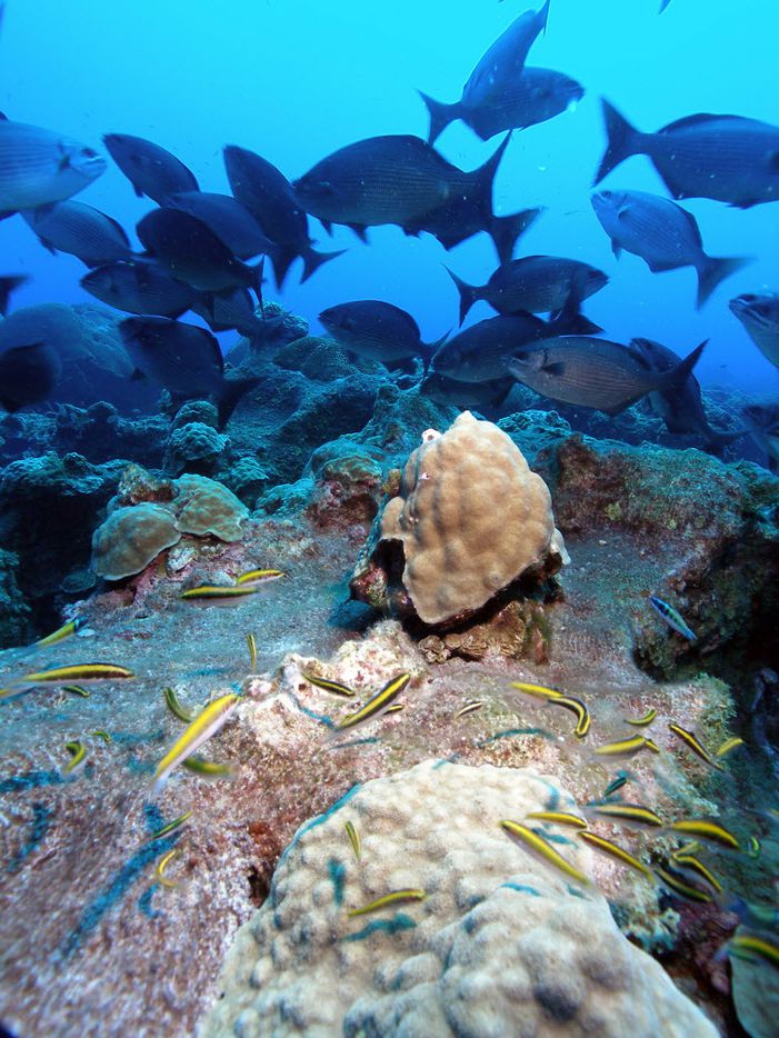 Bermuda chub and Bluehead wrasse swim around small mustard hill corals (Porites astreoides)...