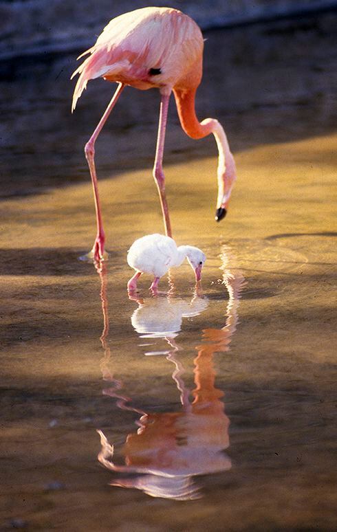flamingo dallas