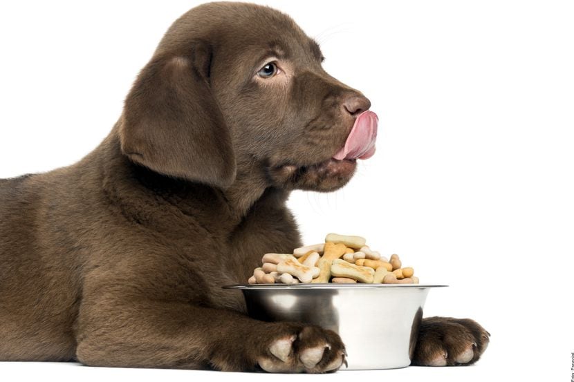 Un perro café comiendo de un plato.