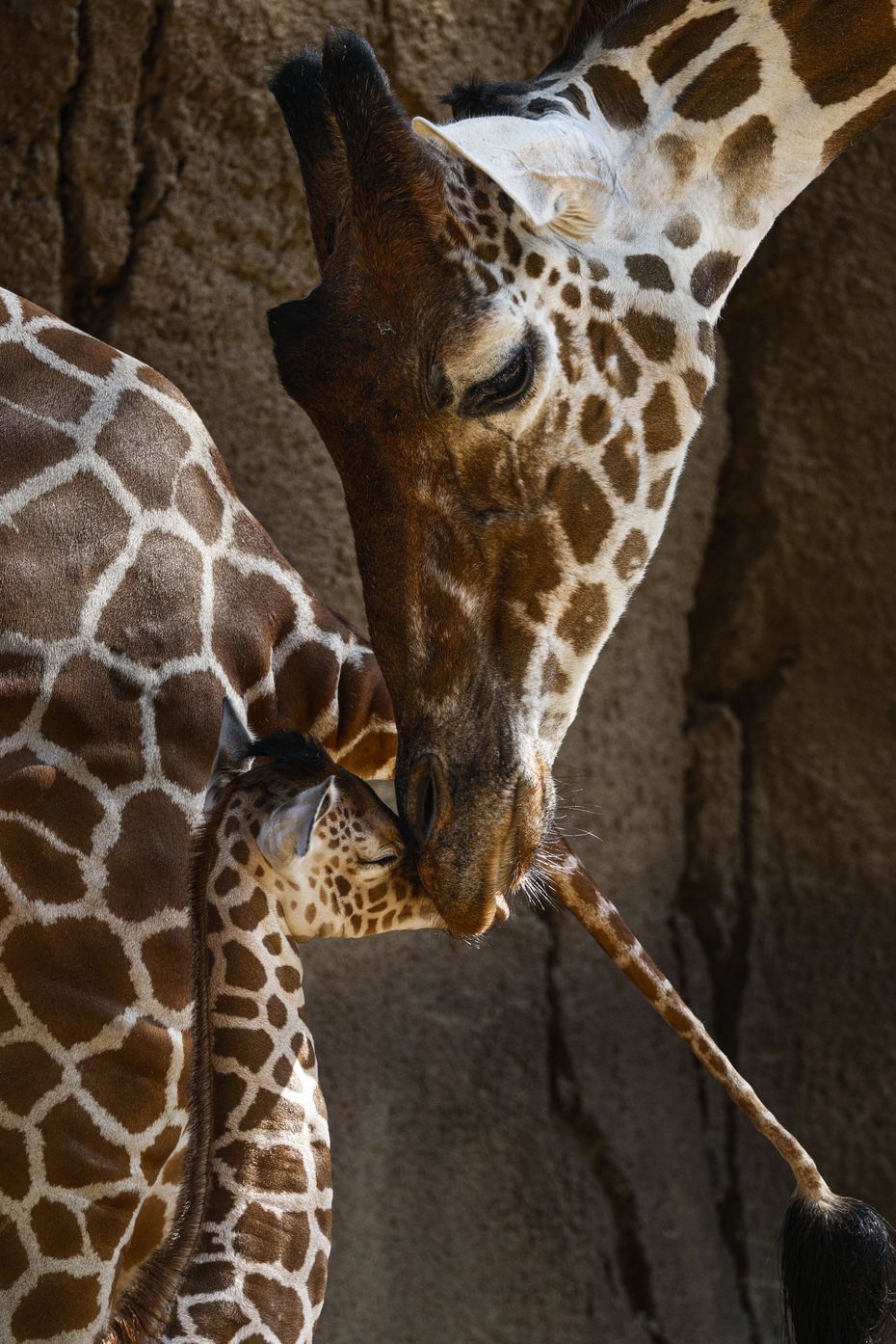 Marekani was greeted by Jesse as the calf made her public debut in July. Both giraffes have since died.