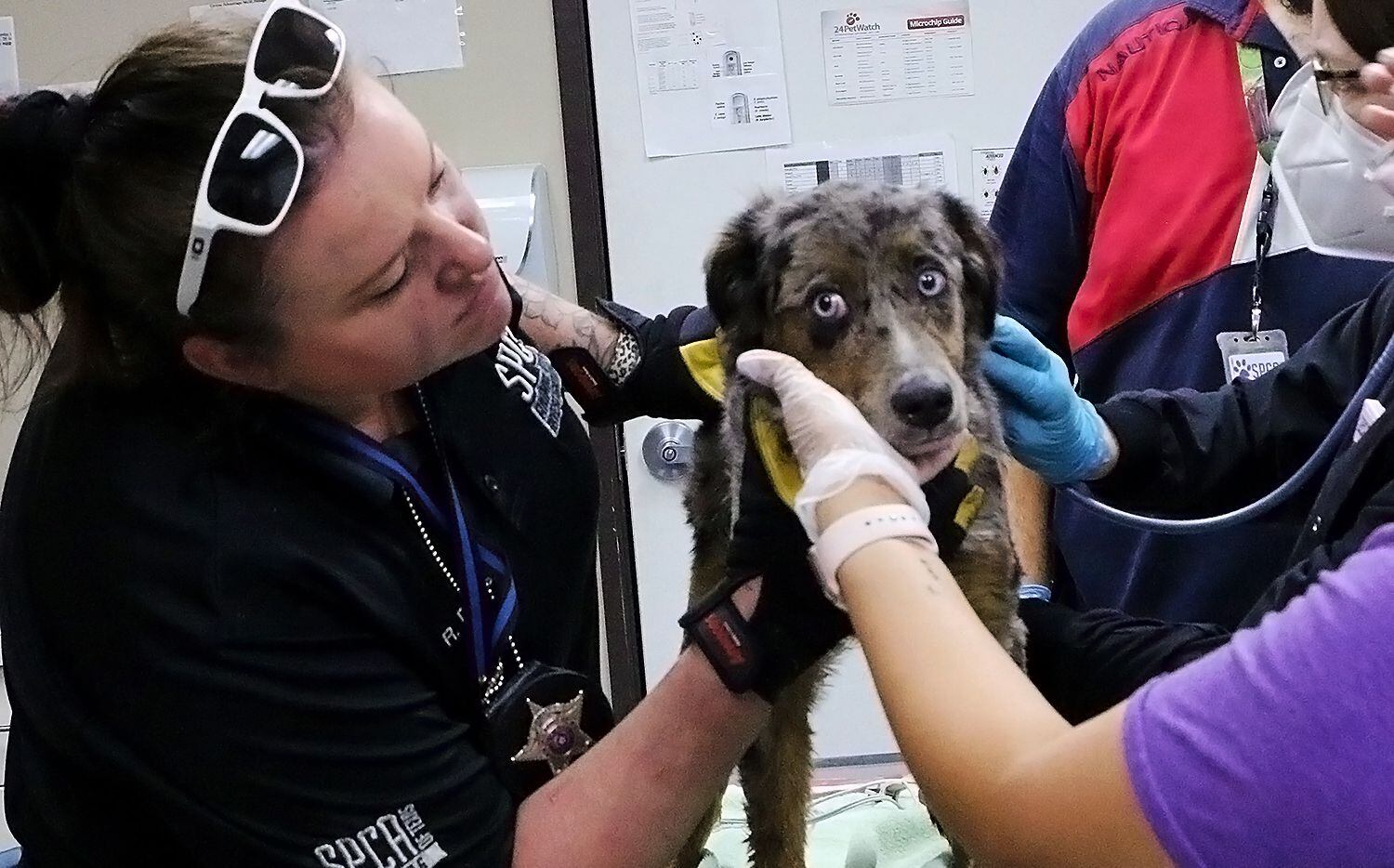 SPCA of Texas employees treat a dog that was rescued from the fire on Monday, April 11, 2022.