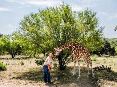 Buck Watson pets Buttercup the giraffe at the Ox Ranch in Uvalde, Texas, Aug. 15, 2017....