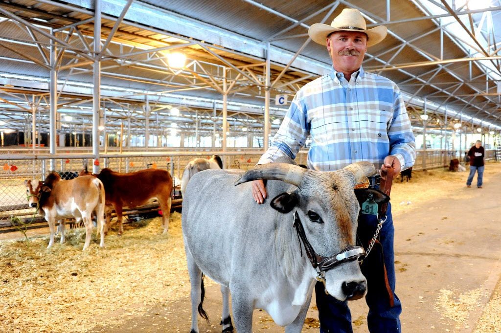 Larry Smith of Half Moon Acres Ranch trains and shows Miniature Zebu for the cattle show.