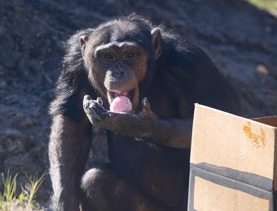 Mshindi, a Dallas Zoo chimp, spent his last day in the Dallas Zoo habitat eating a frozen...