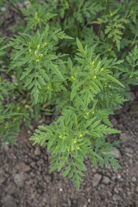 
Ragweed is a major cause of hay fever.
