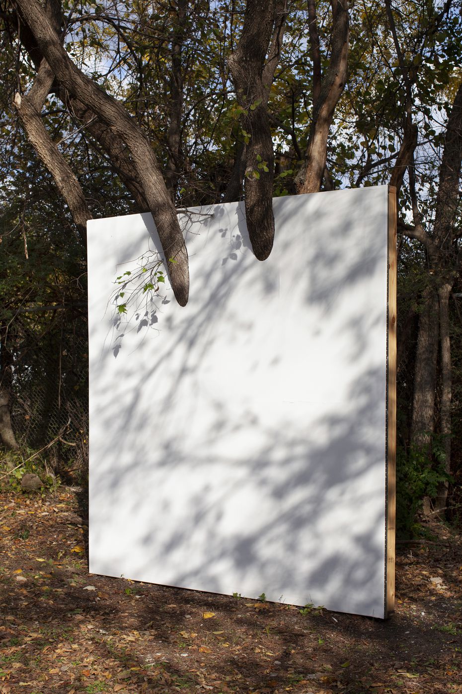 Letha Wilson's "Wall in Cedar Elm Tree" features a white wall with two enormous branches and...