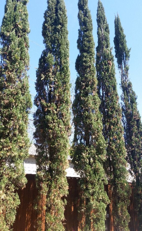 We Wouldn T Recommend Italian Cypress Trees For North Texas But Their Problems Can Be Fixed