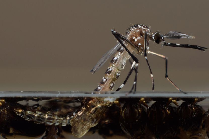 Los mosquitos modificados de Oxitec serán lanzados en el sur de la Florida este año. El...