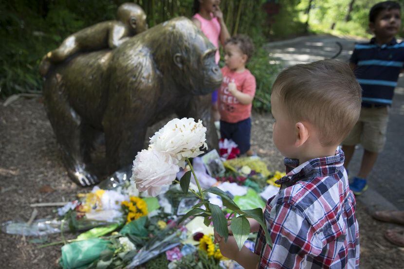 Un niño deposita flores afuera de la exhibición de gorilas en el zoológico de Cincinnati,...