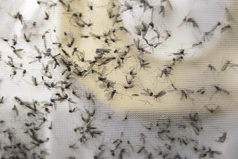 Una trampa de mosquitos en el condado de Dallas. Autoridades locales han detectado 10...
