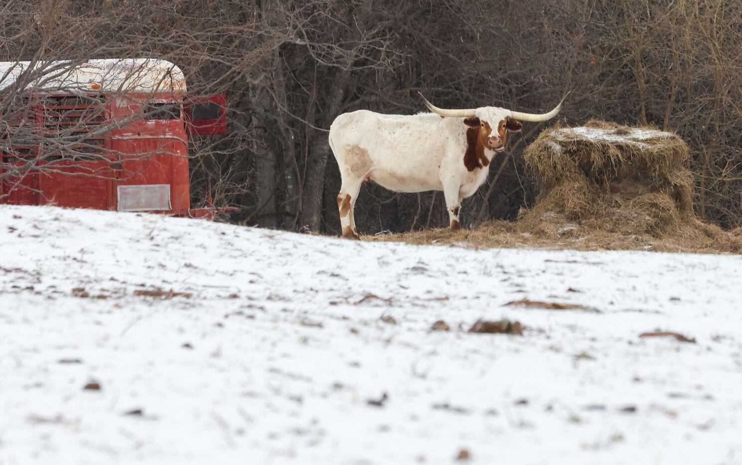 A longhorn chews on hay in a snow-covered field along Justin Road in Copper Canyon, near...