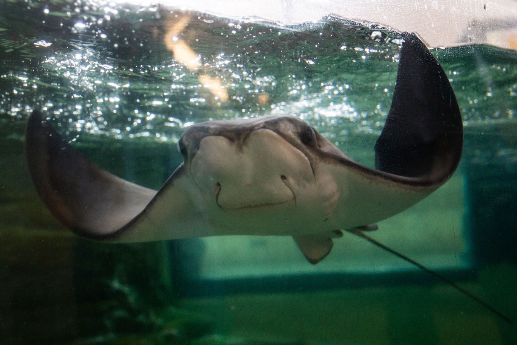 A stingray at the Children's Aquarium at Fair Park in Dallas on Friday, Nov. 13, 2020....