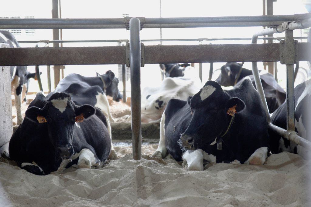 Cows lie down on a bed of sand in their stalls at Mystic Valley Dairy in Sauk City, Wis. (AP...