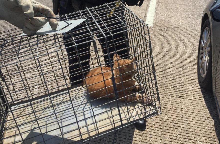 Arlington police rescued a stubborn kitten that got itself stuck under one car and ran under...