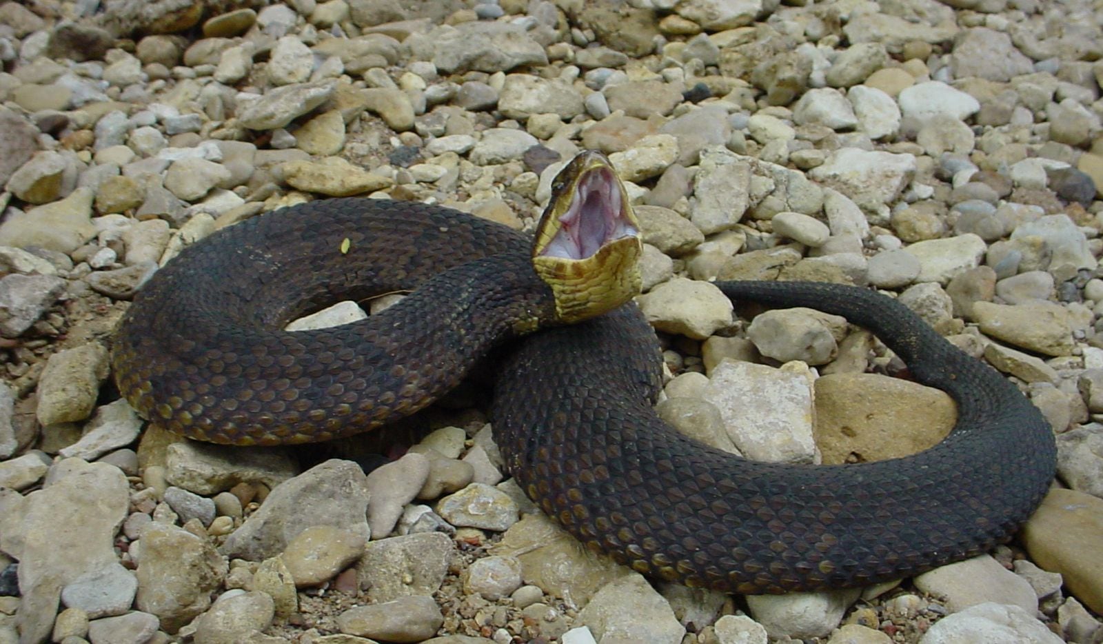 The cottonmouth, or water moccasin, is one of four types of venomous snakes found in North...