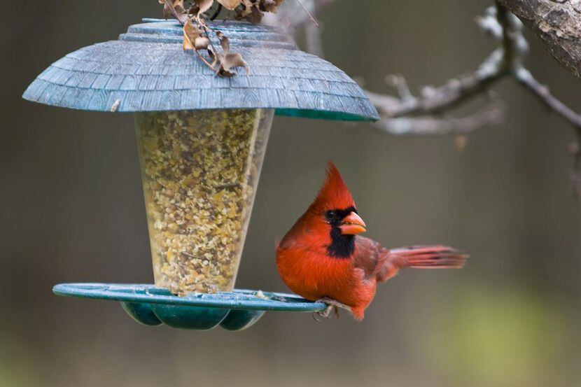 Choosing a Bird Feeder