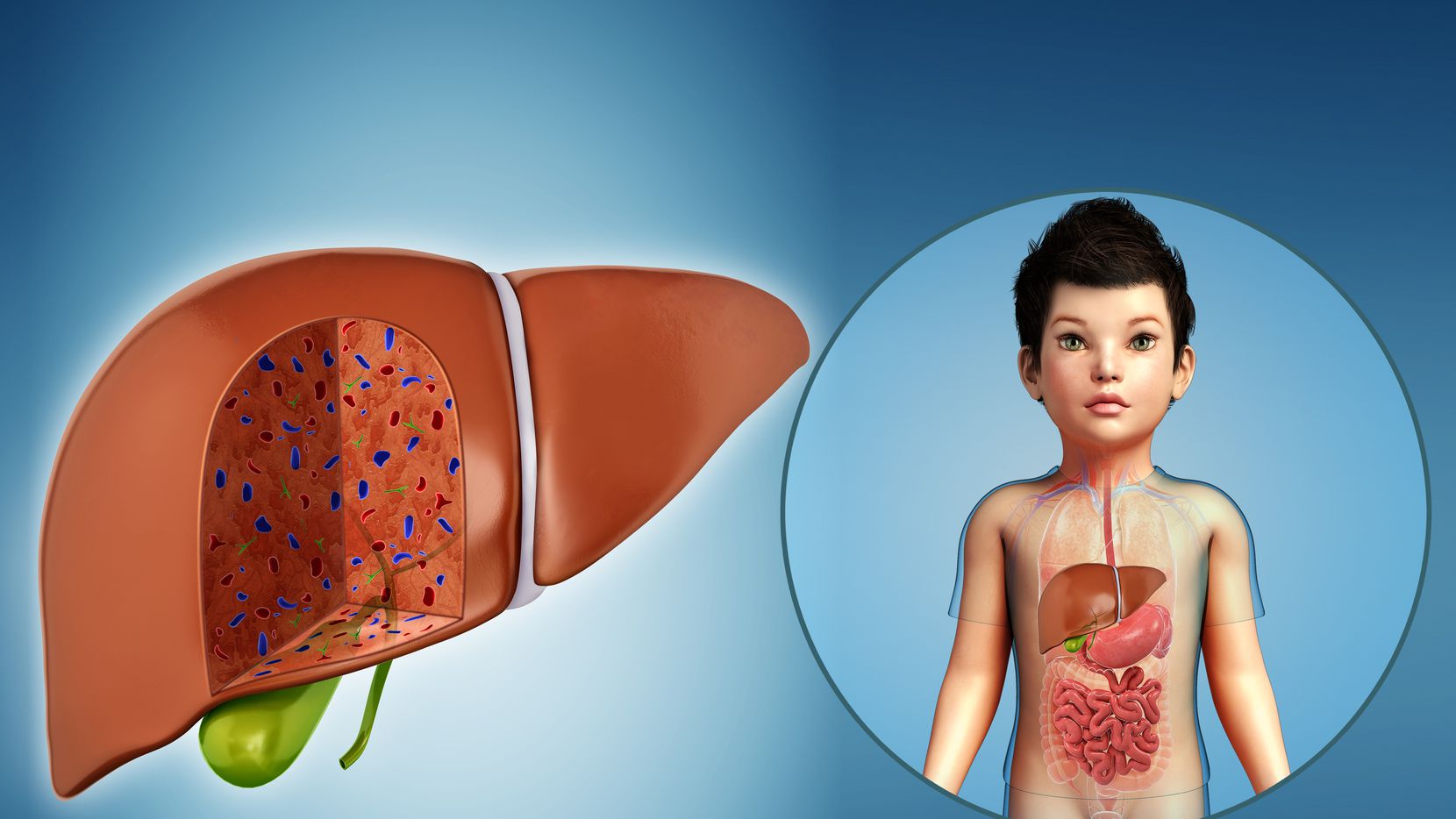 Ilustración del hígado de un niño. Autoridades sanitarias detectaron casos extraños de...